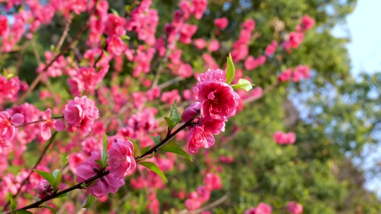 桃花 蜜蜂视频素材