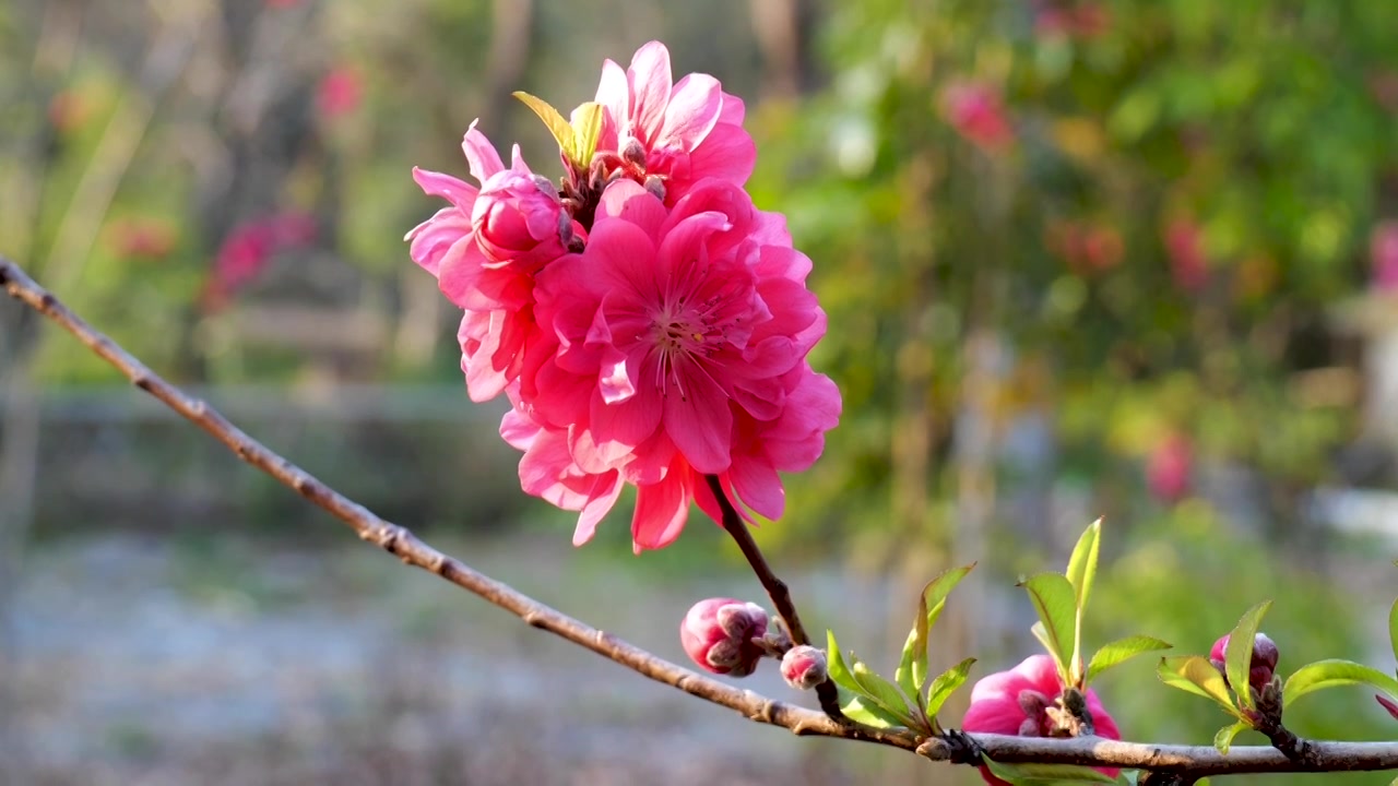 桃花 蜜蜂视频素材