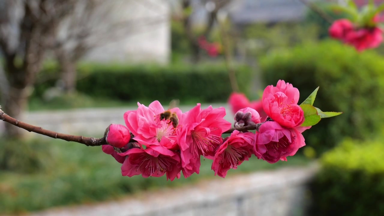 桃花 蜜蜂视频素材