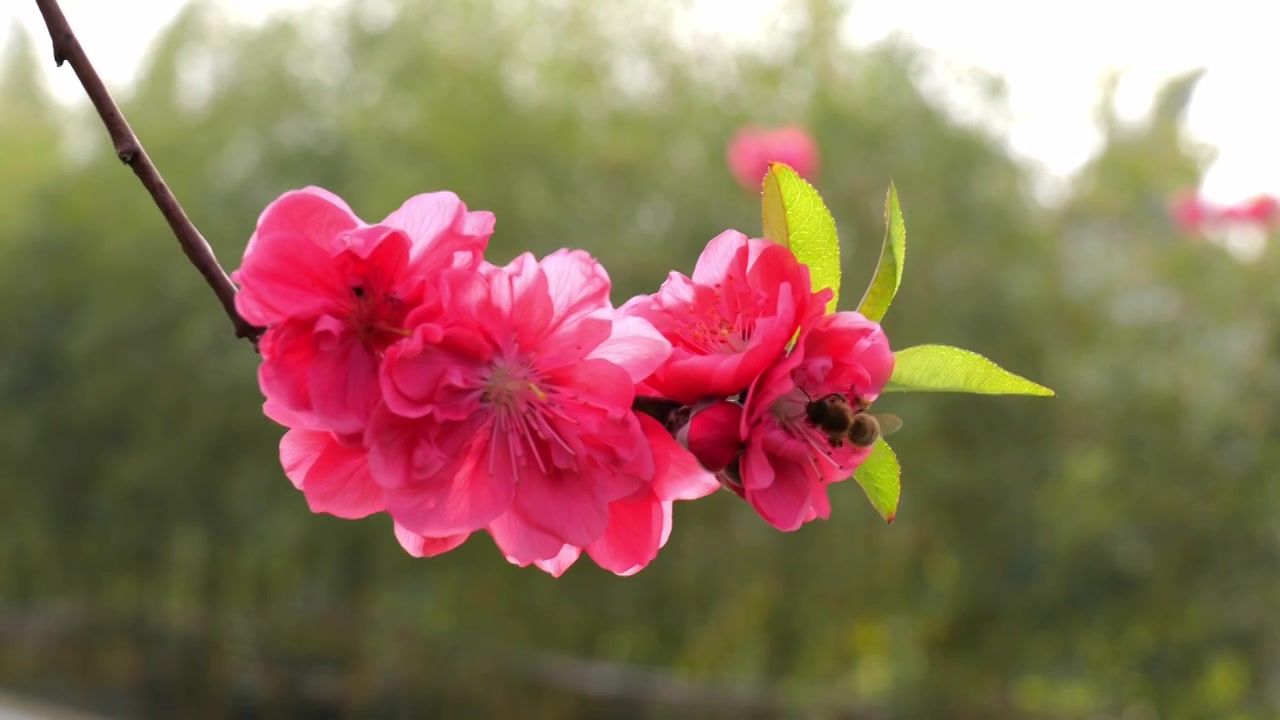 桃花 蜜蜂视频素材