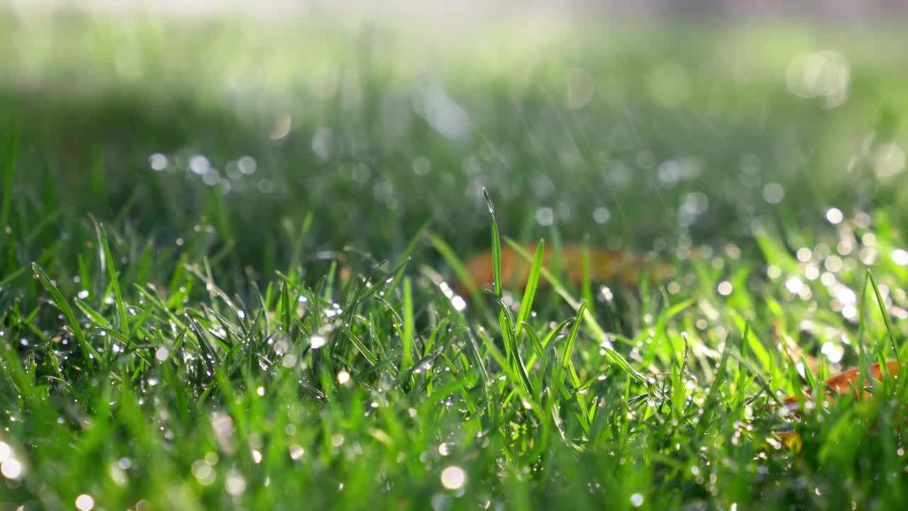 立春节气春暖花开万物复苏视频素材