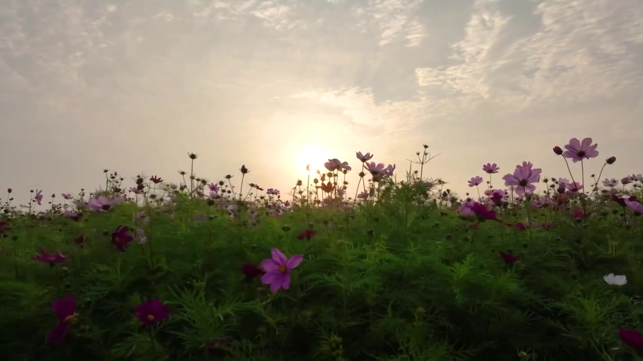 【4K无水印】航拍高山花海格桑花云海视频素材