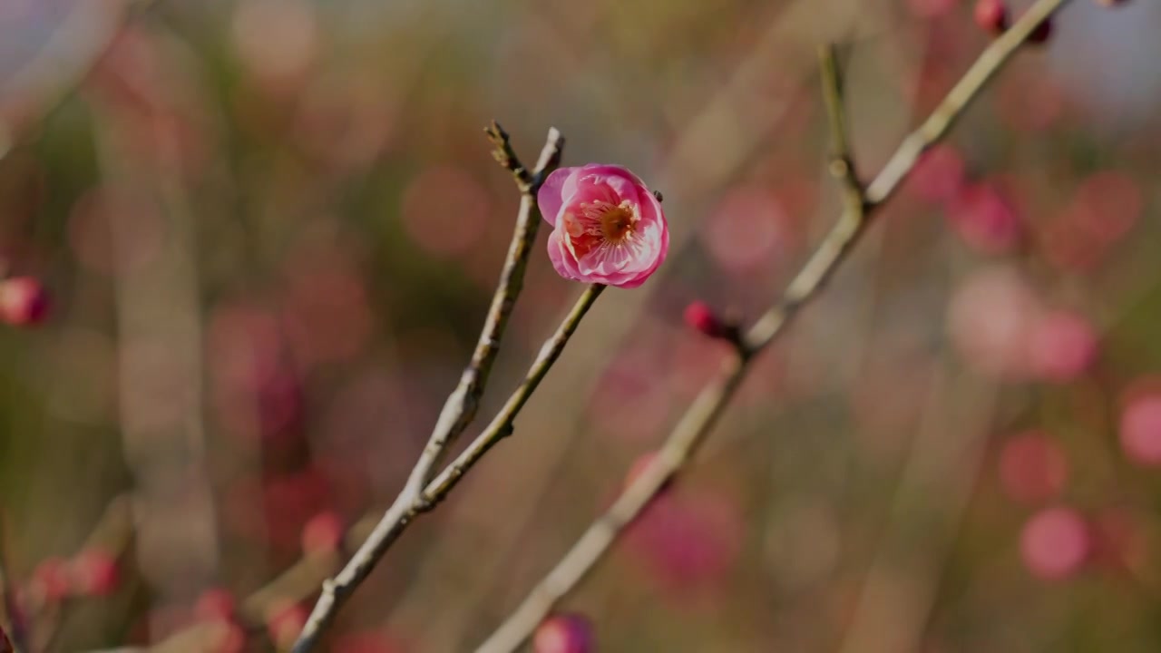 晴朗天气下西溪湿地盛开的梅花视频素材