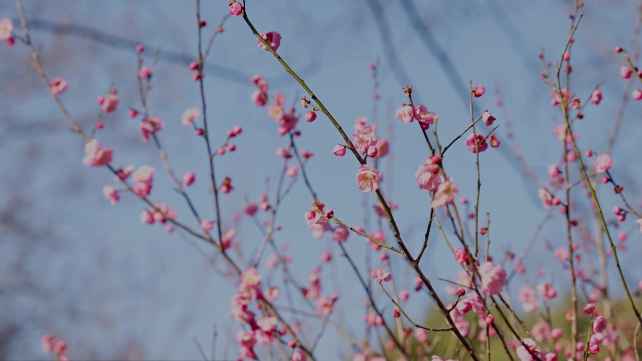 晴朗天气下西溪湿地盛开的梅花视频素材