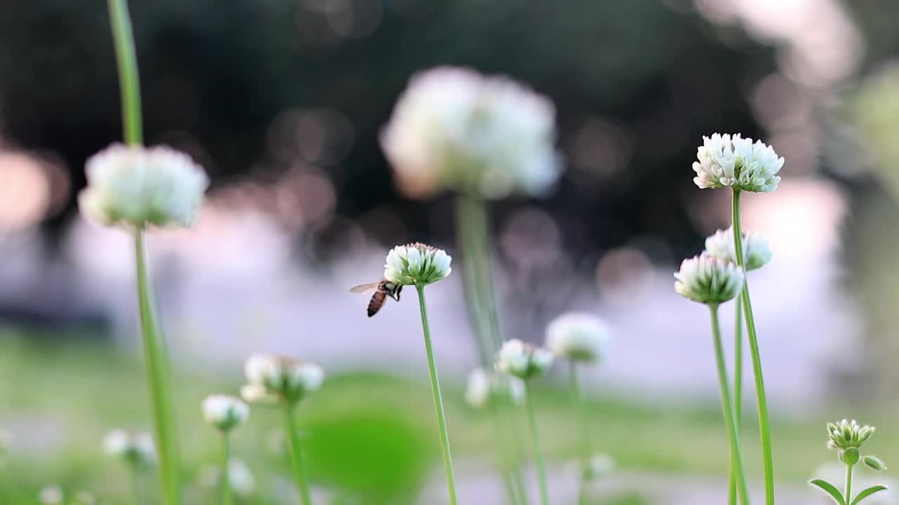 【4K】鲜花和蜜蜂特写视频素材