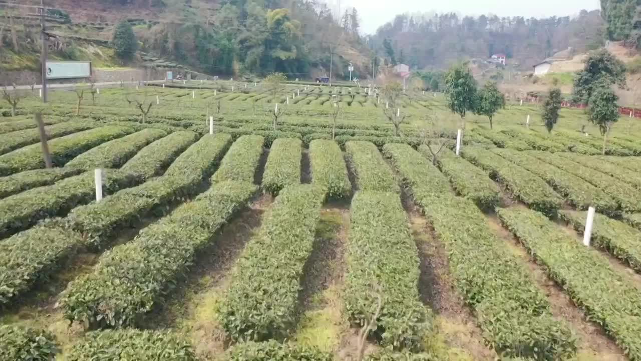 航拍三峡坝区茶园风光，茶农采摘春茶视频素材