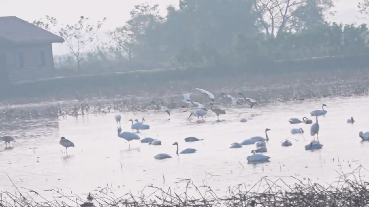 白鹤鄱阳湖保护区视频素材