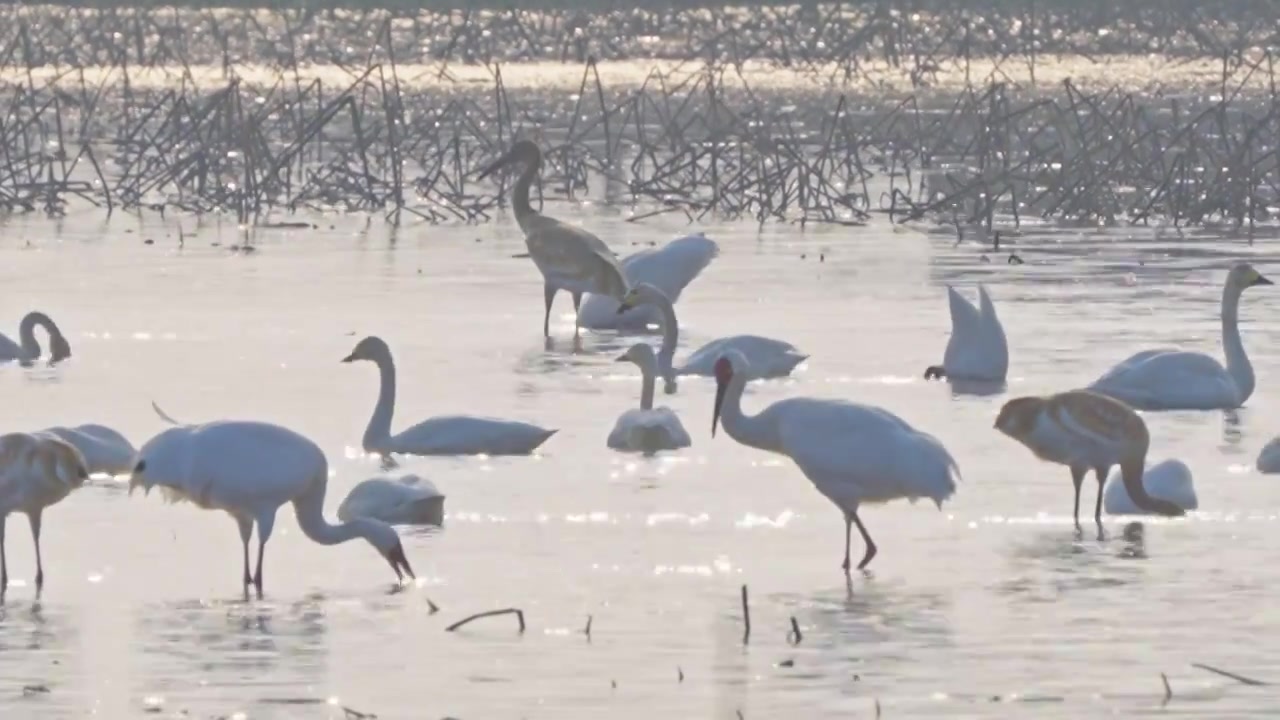 白鹤鄱阳湖保护区视频素材