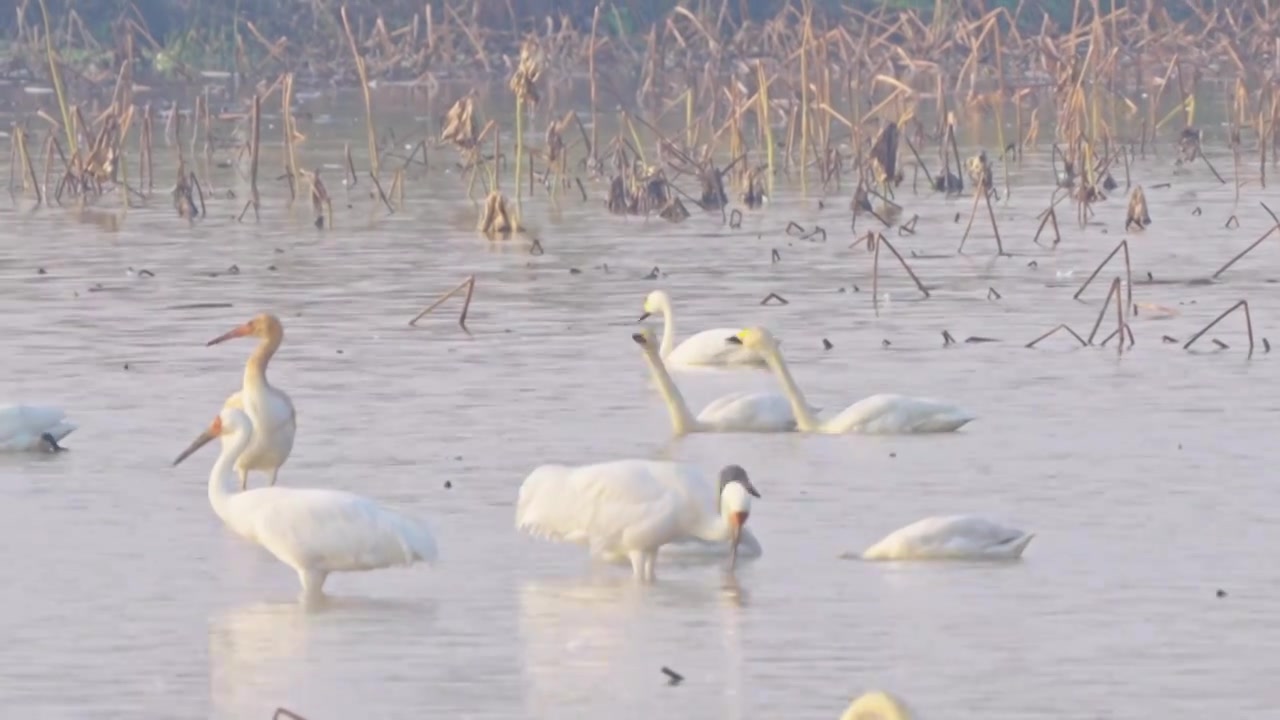 白鹤鄱阳湖保护区视频素材