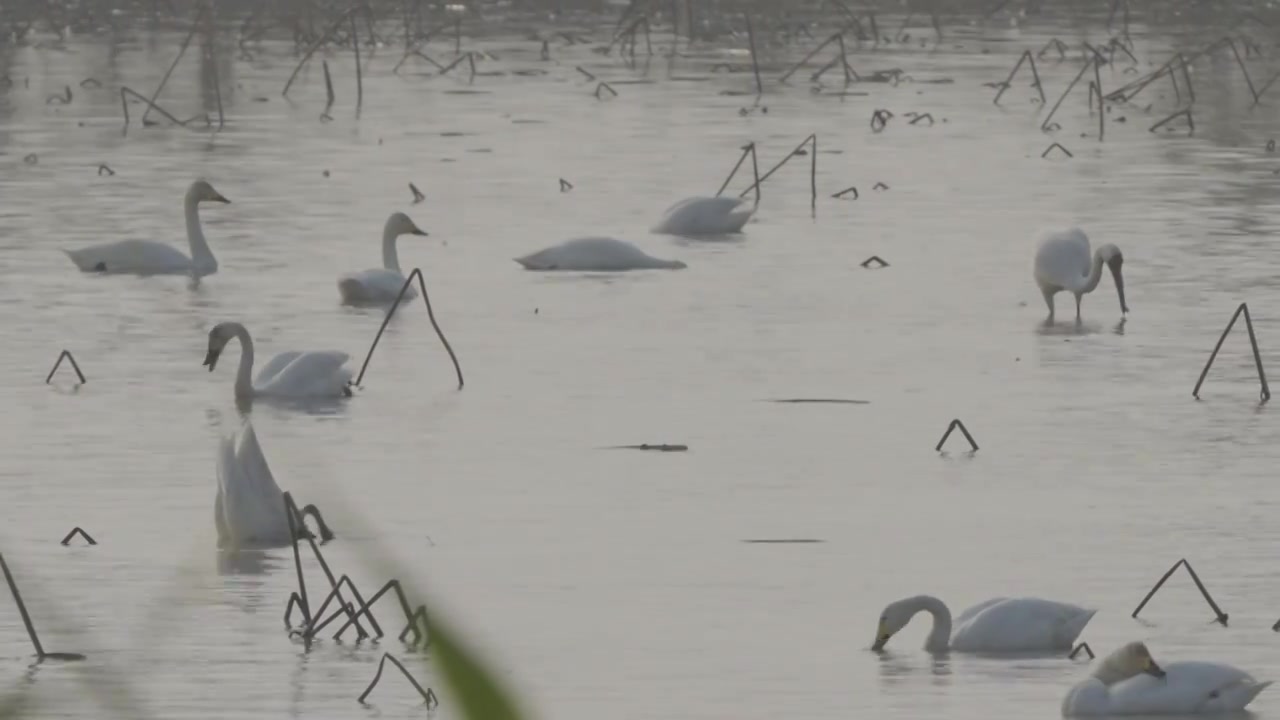 白鹤鄱阳湖保护区视频素材