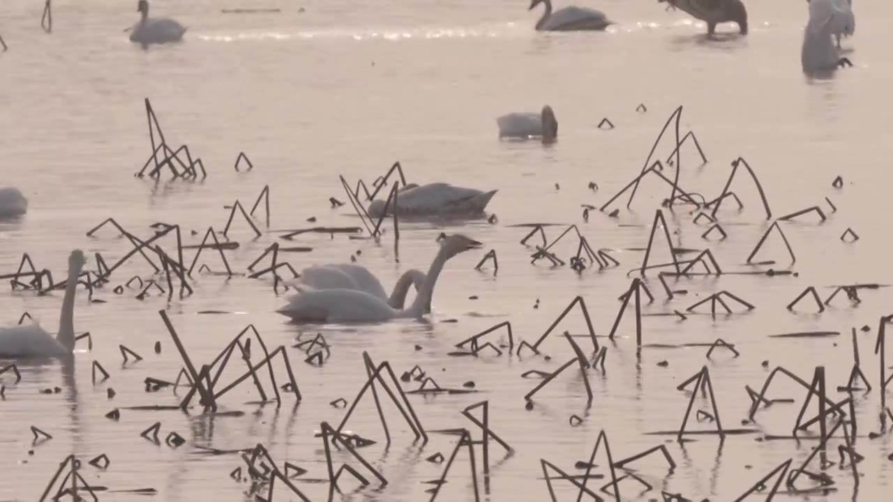 白鹤鄱阳湖保护区视频素材