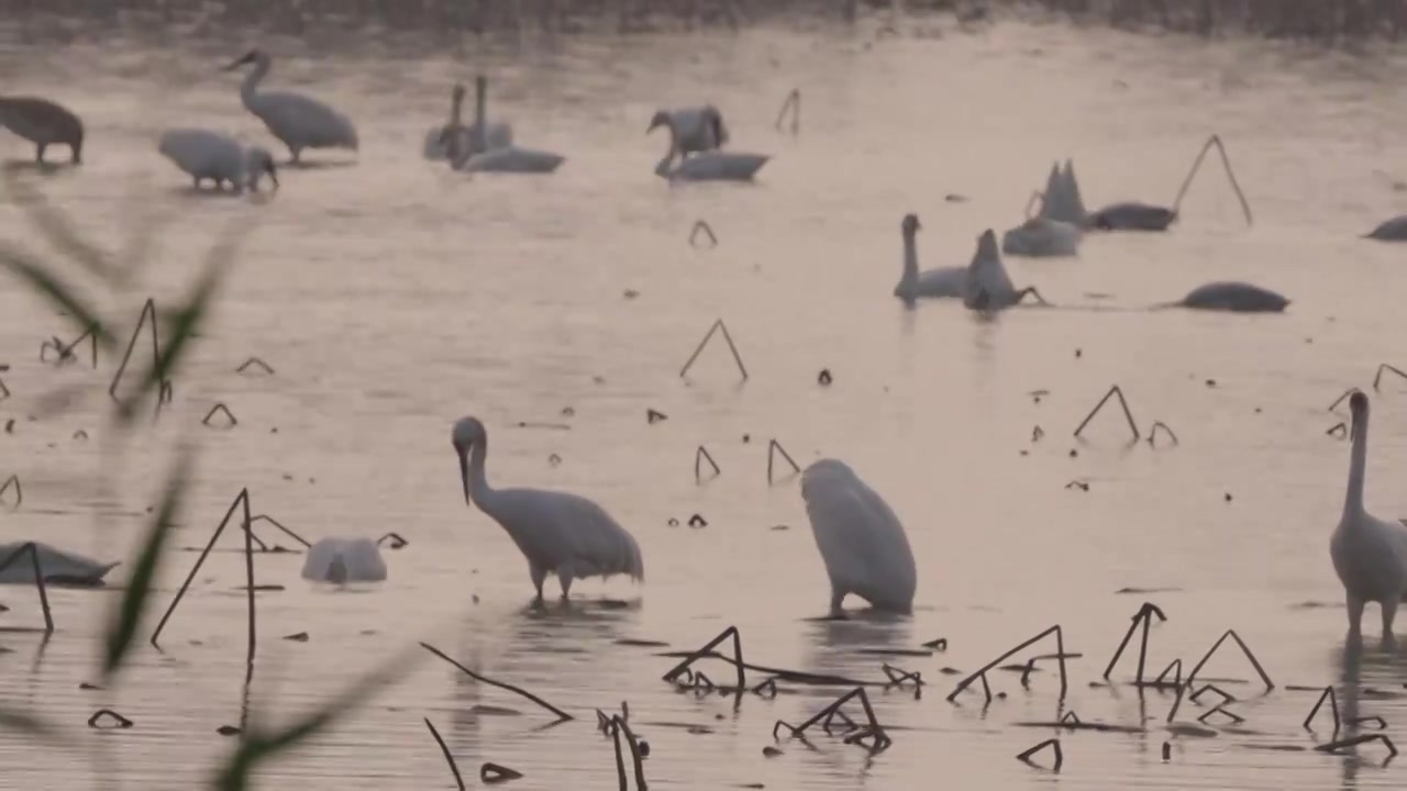 白鹤鄱阳湖保护区视频素材