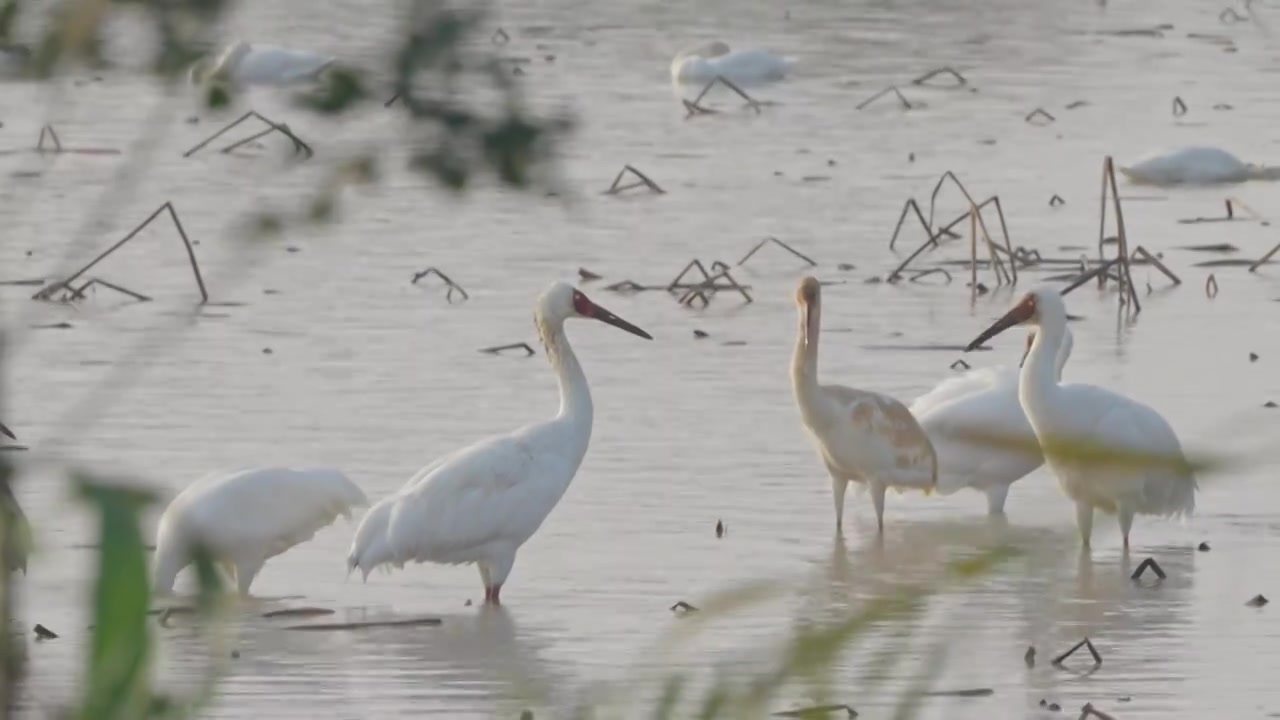 白鹤鄱阳湖保护区视频素材