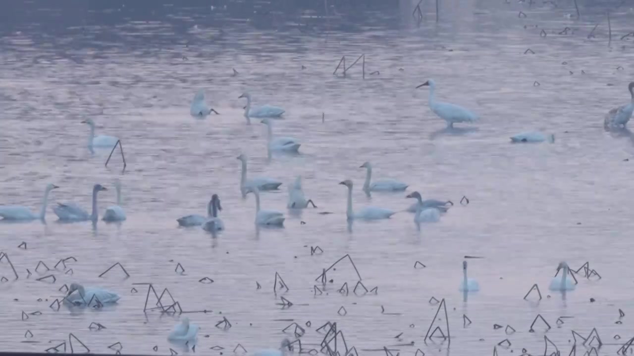 白鹤鄱阳湖保护区视频素材