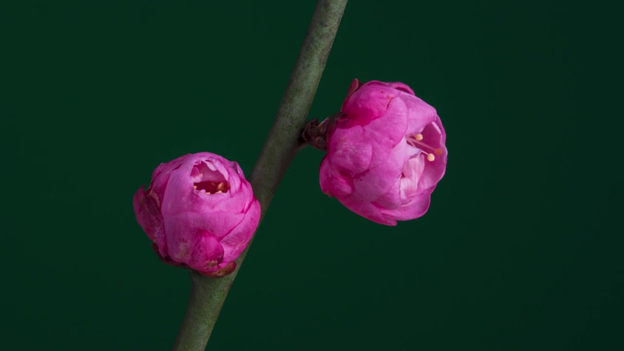 梅花开放过程延时摄影视频素材