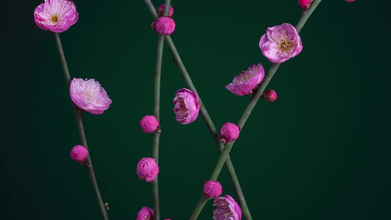 梅花开放过程延时摄影视频素材