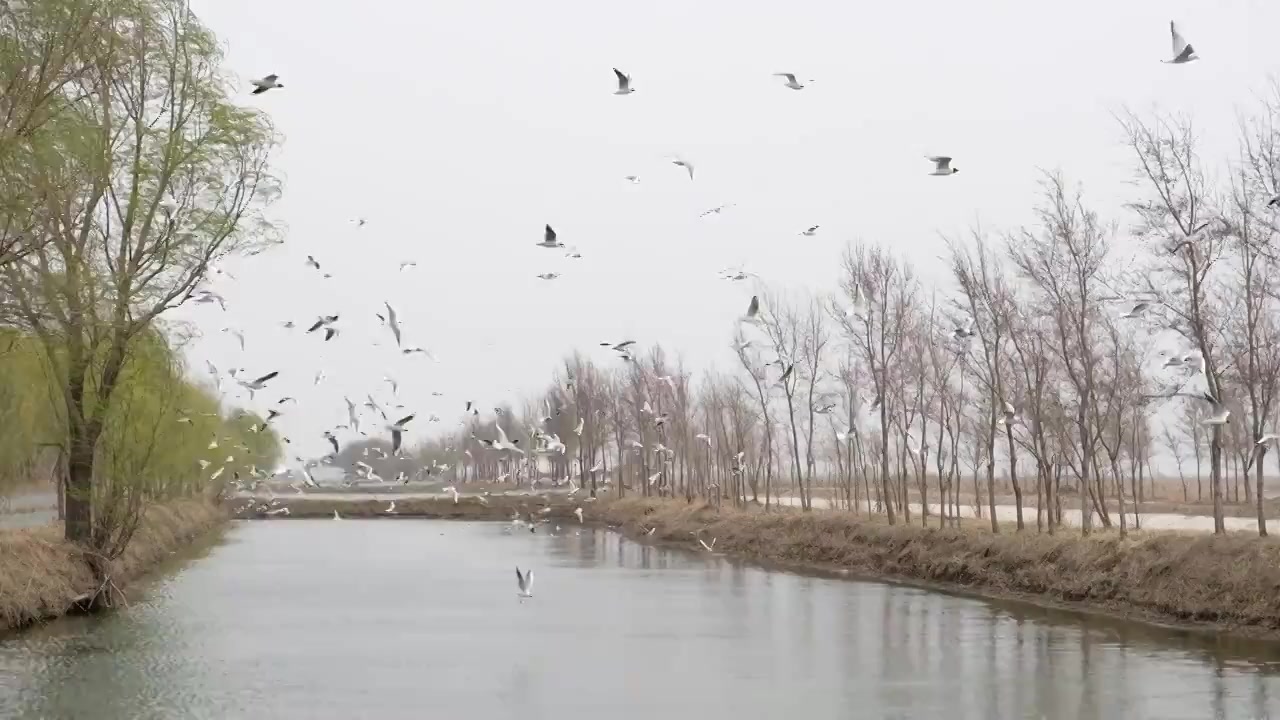 海鸟视频素材