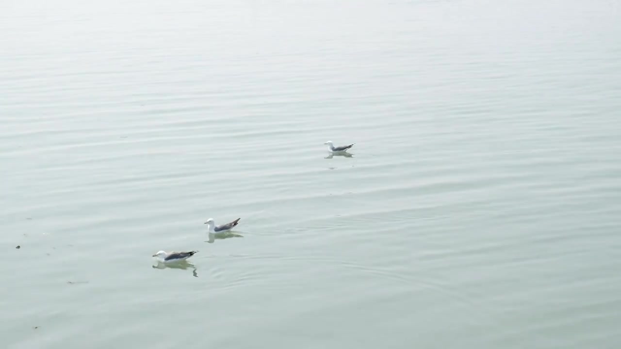 海鸟视频素材