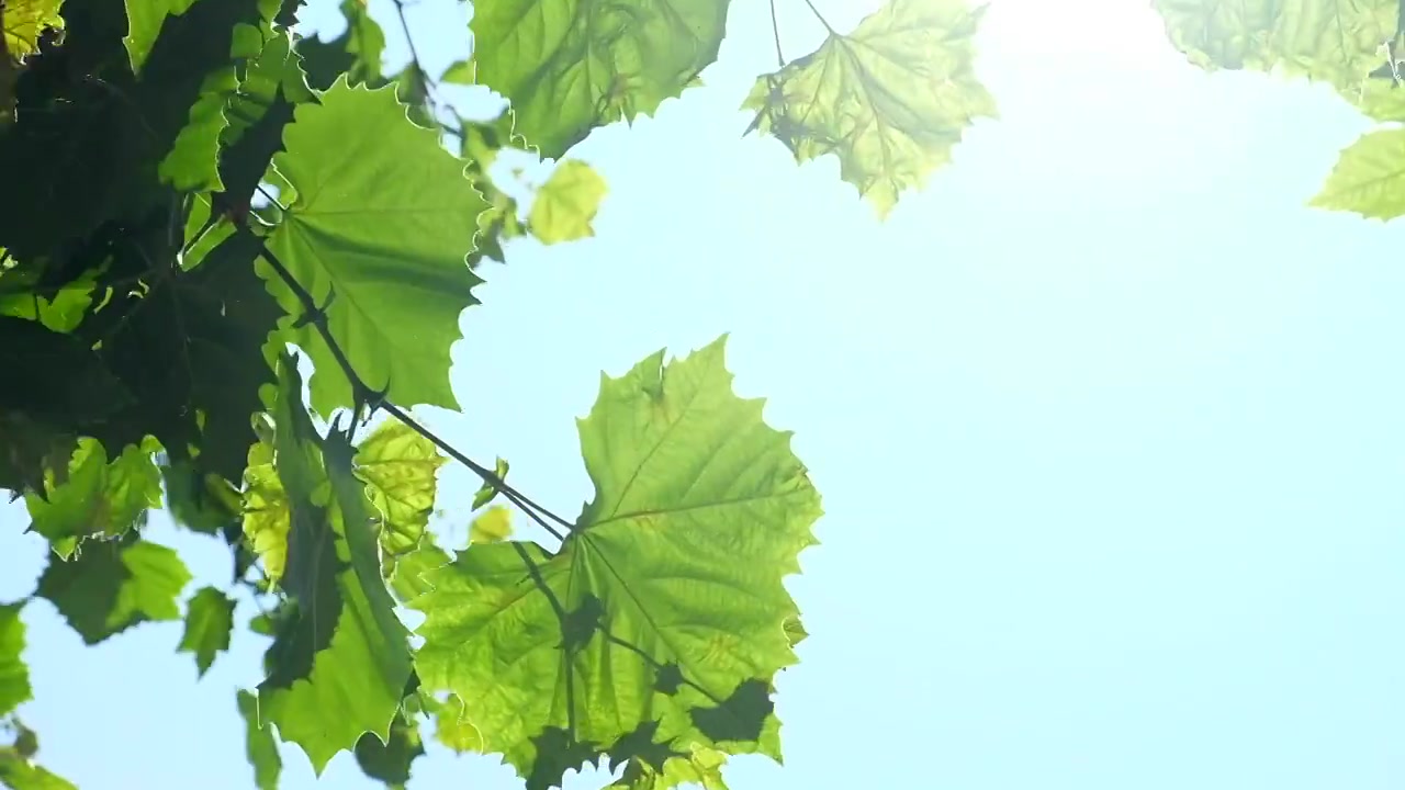 夏日的阳光穿过树叶视频下载