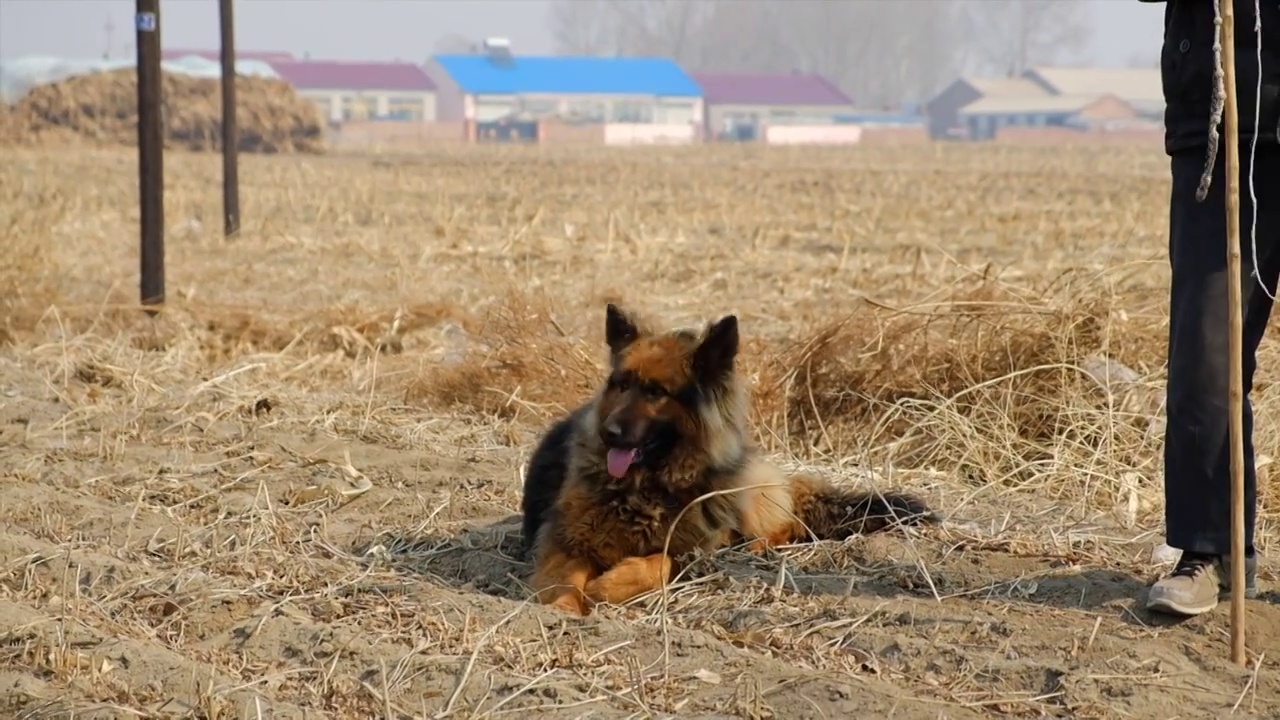 牧羊犬放牧视频下载