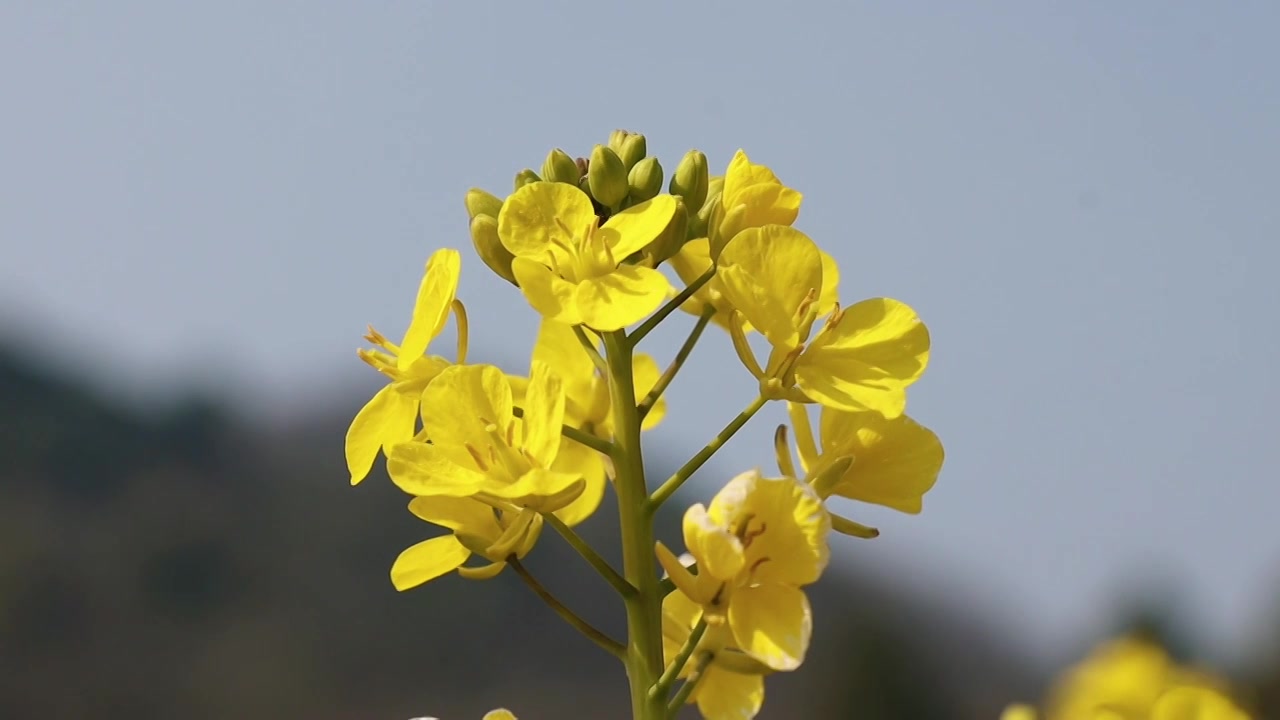 2022年油菜花特写视频下载