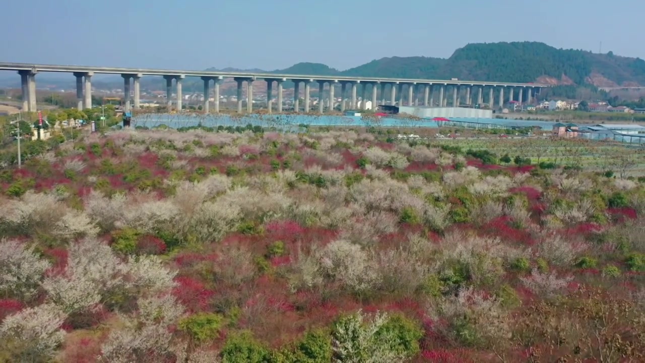 航拍美丽乡村，樱桃花与高速公路相映成景视频下载