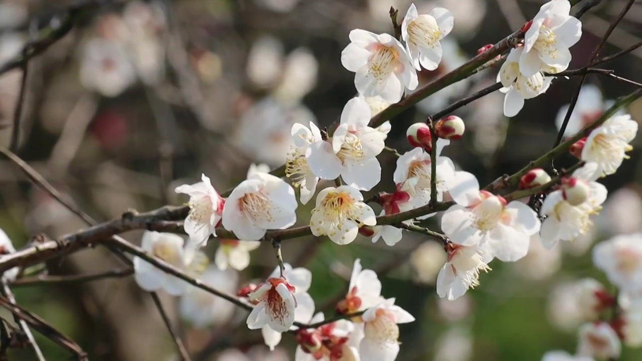 高清樱桃花特写视频下载