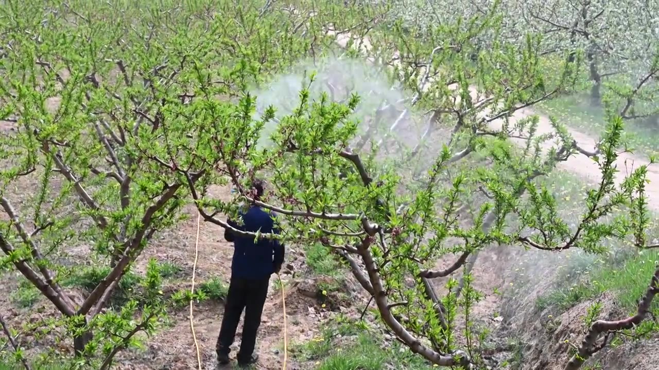 春天给桃树打药原片视频素材