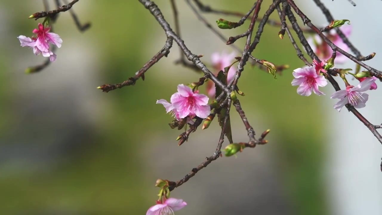 春天的樱花视频素材