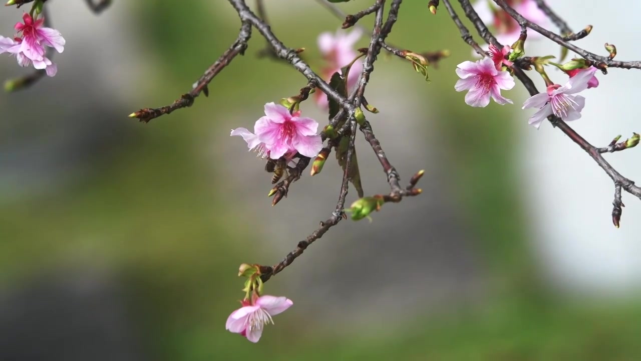 春天的樱花视频素材