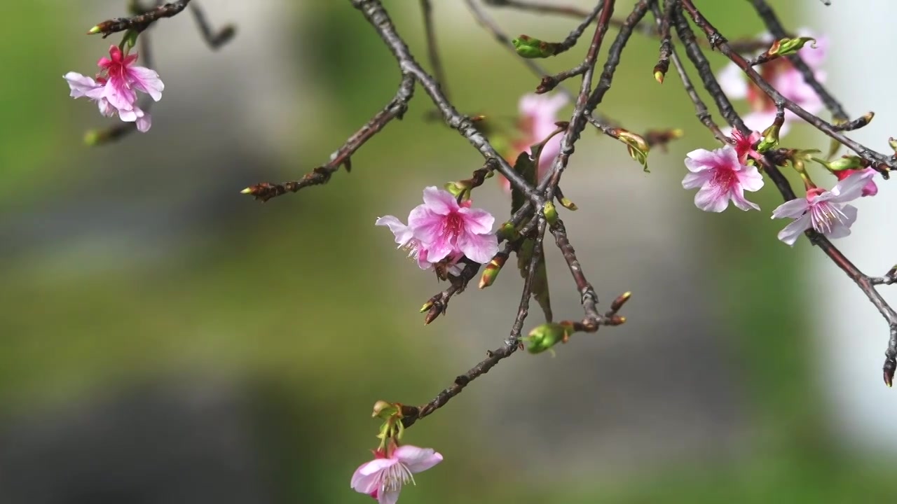 春天的樱花视频素材