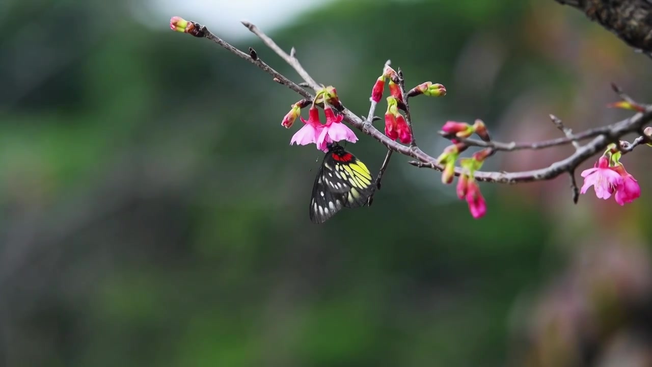 春天的樱花视频素材