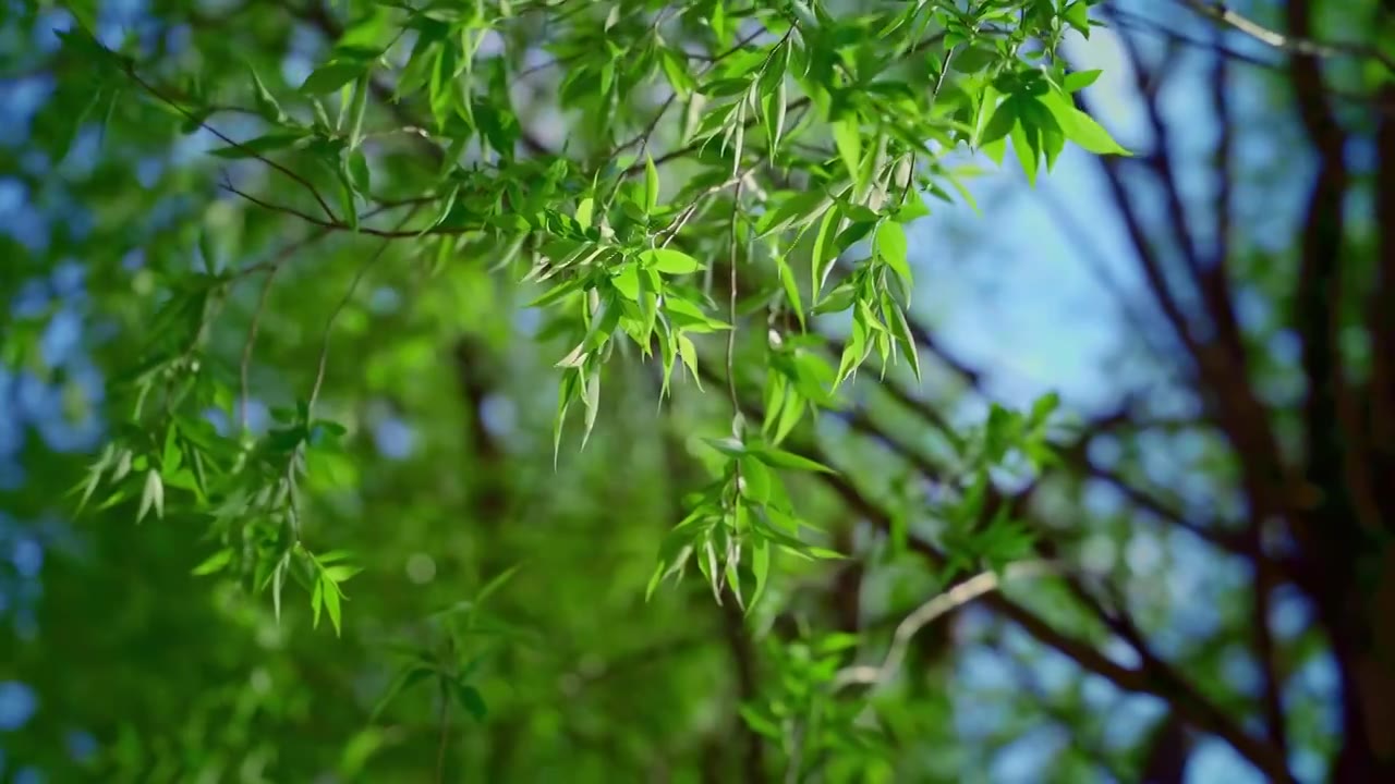 春天发芽的柳树视频素材