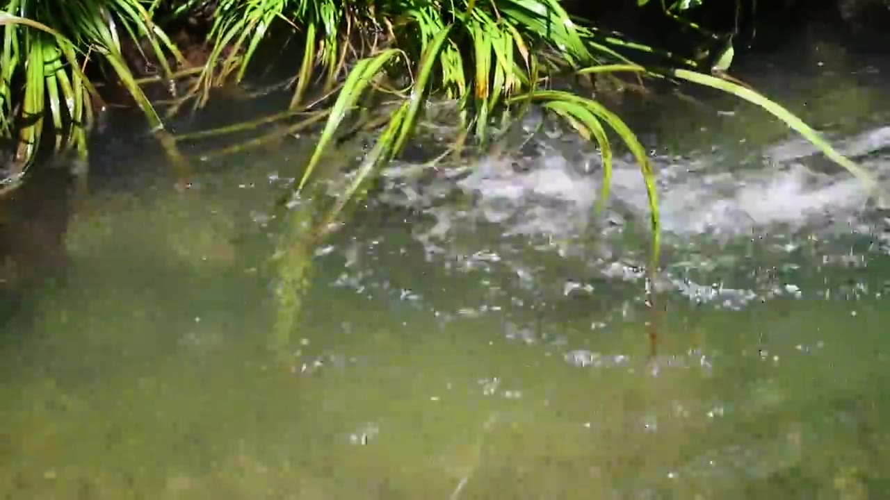 大鲵娃娃鱼两栖动物野生生物水产生态养殖视频素材