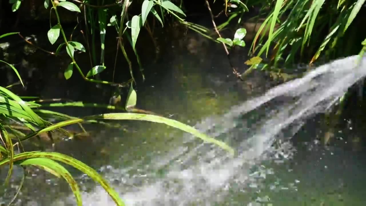 大鲵娃娃鱼两栖动物野生生物水产生态养殖视频素材