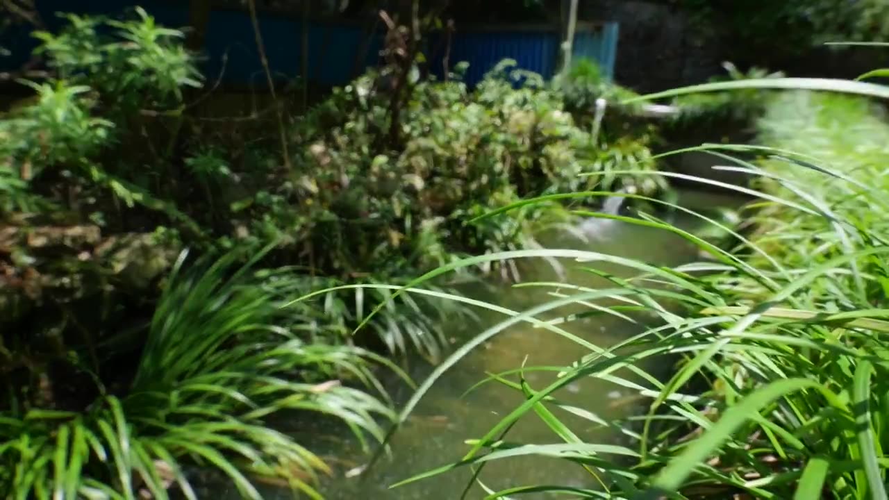 大鲵娃娃鱼两栖动物野生生物水产生态养殖视频素材