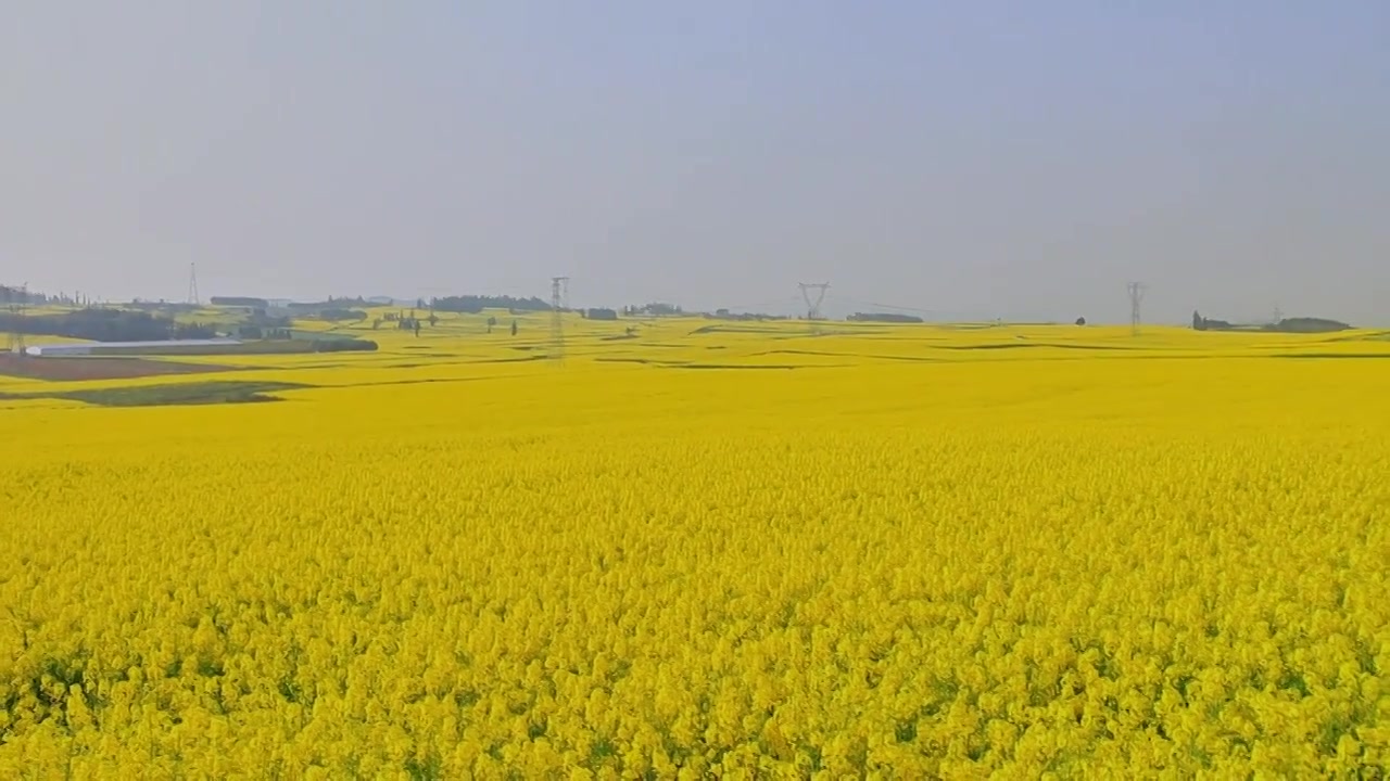 春暖花开油菜花花海视频素材