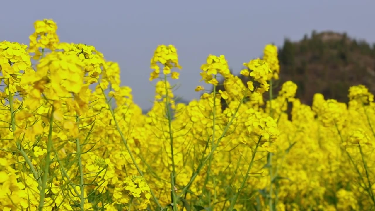 春暖花开油菜花花海视频素材