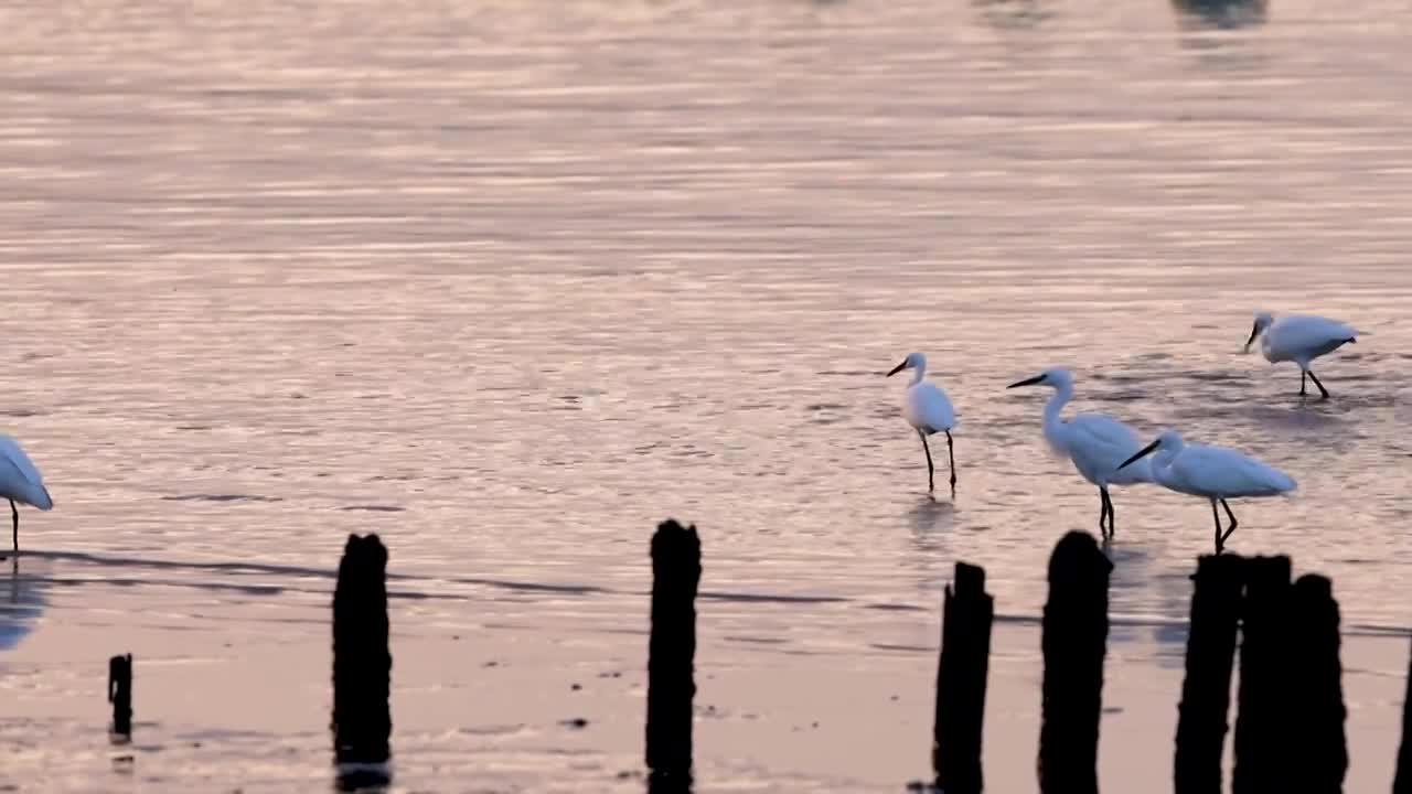 深圳湾觅食的白鹭视频素材