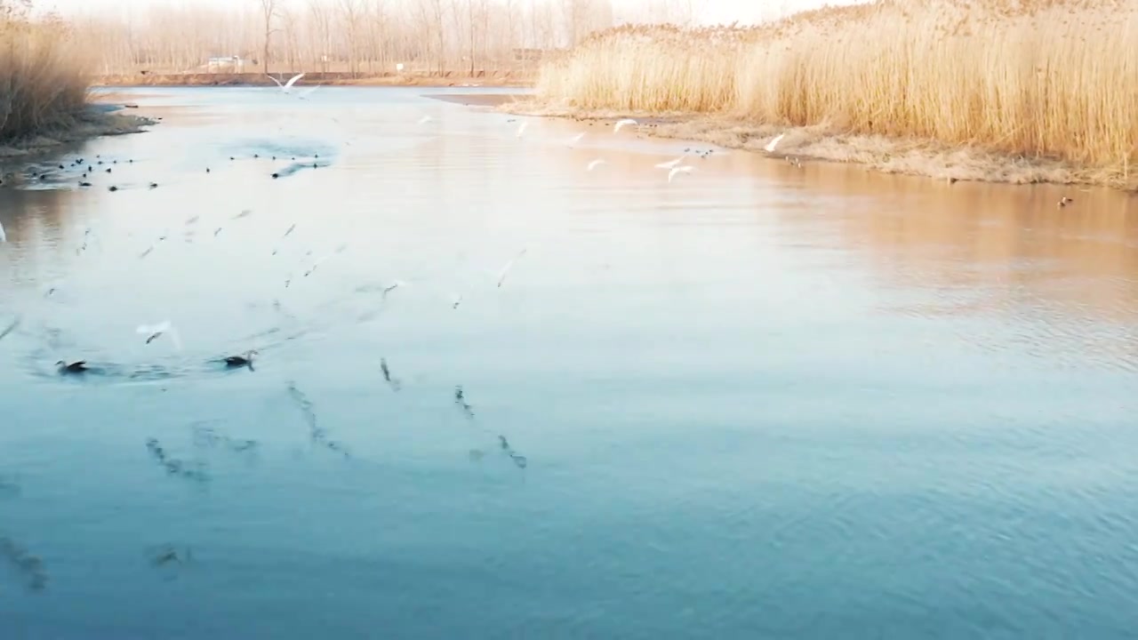 航拍生态湿地白鹭飞行视频素材