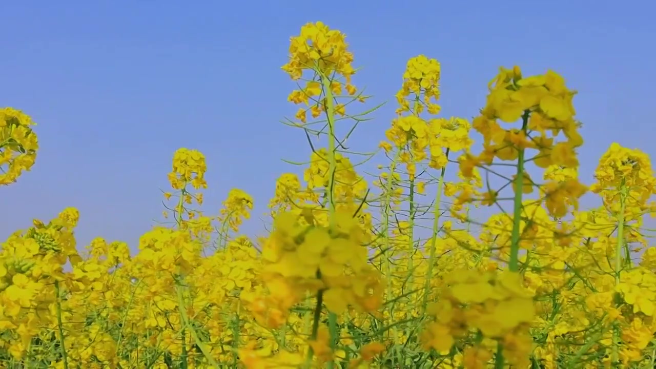 春暖花开油菜花花海视频素材