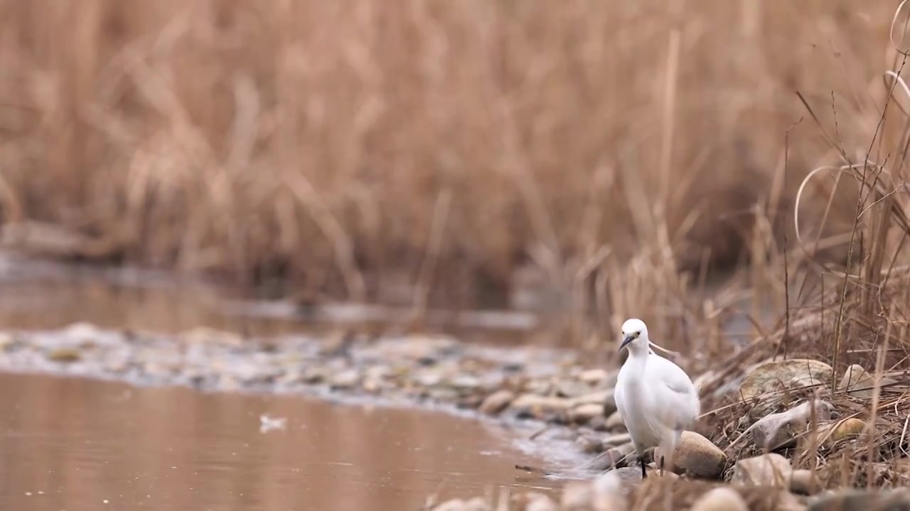 白鹭觅食视频素材