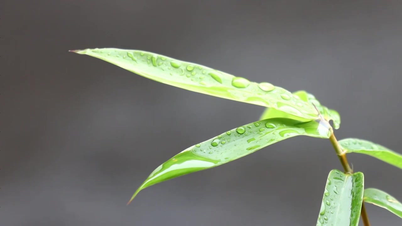 带水珠的竹叶视频下载