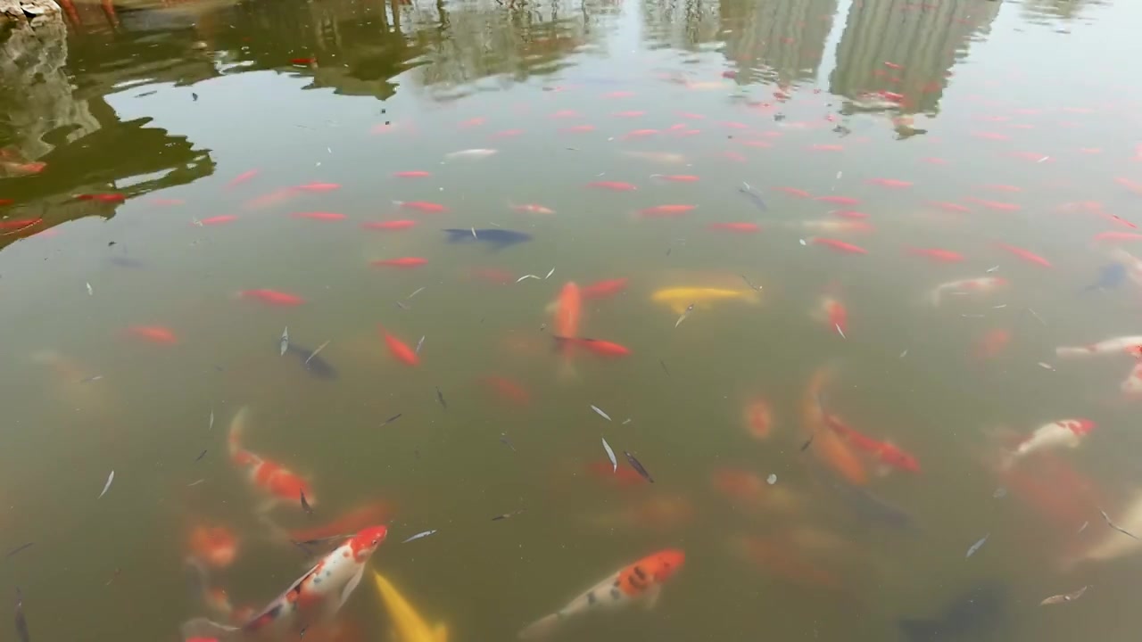 洛邑古城锦鲤池视频素材