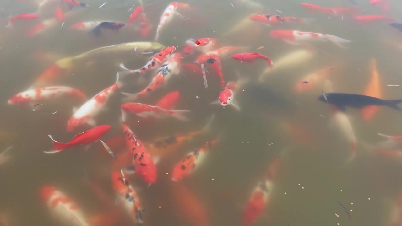 洛邑古城锦鲤池视频素材