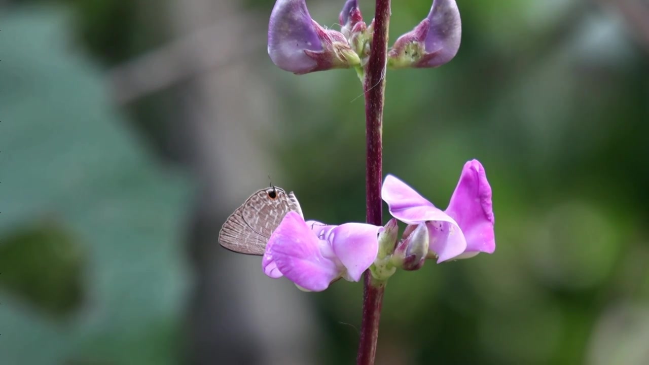 农家菜园里生长的蔬菜和鲜花视频下载