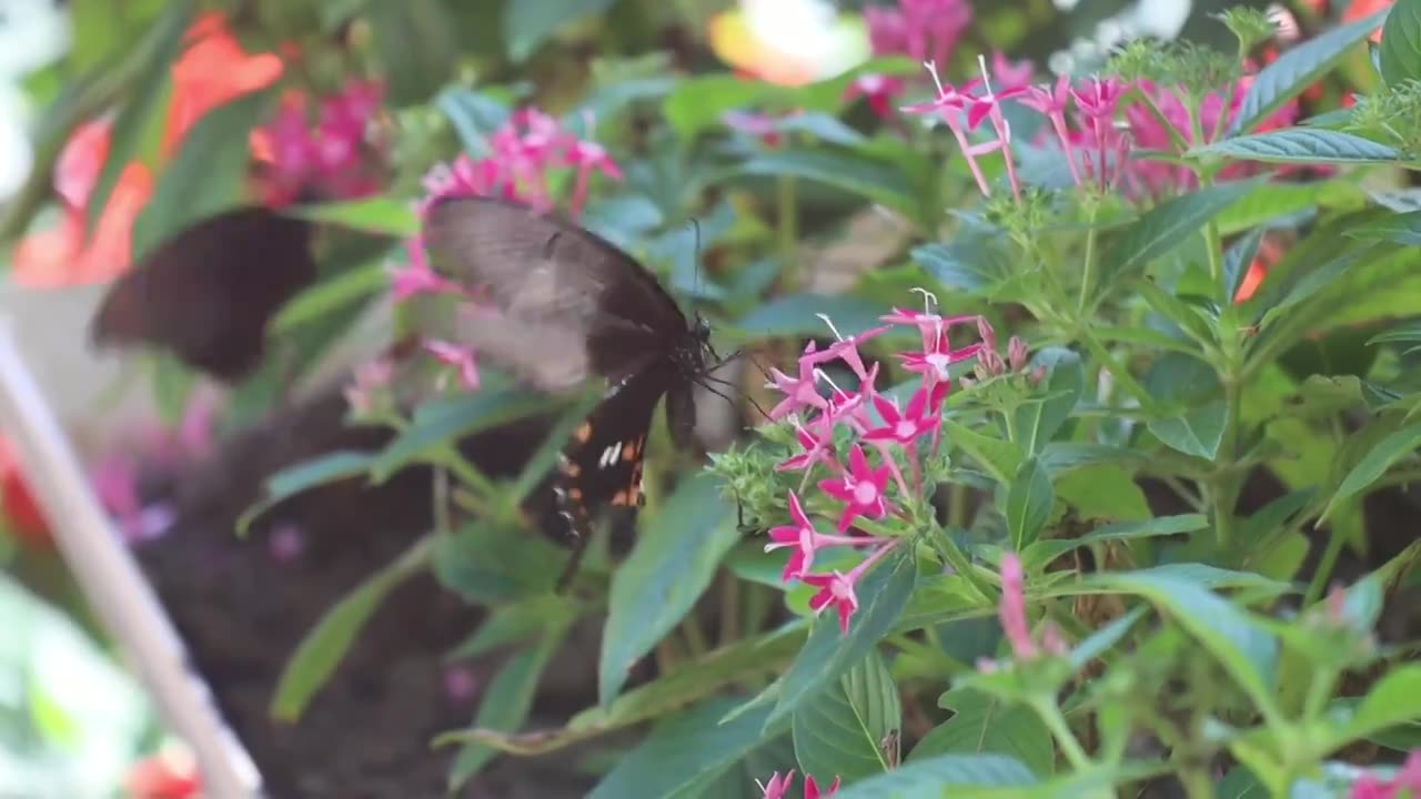 蝶恋花高清素材视频下载