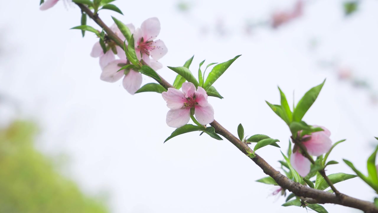 桃花视频素材