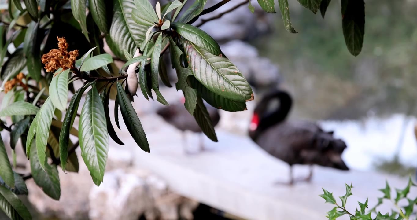 江南园林瞻园池塘边整理羽毛的黑天鹅视频素材