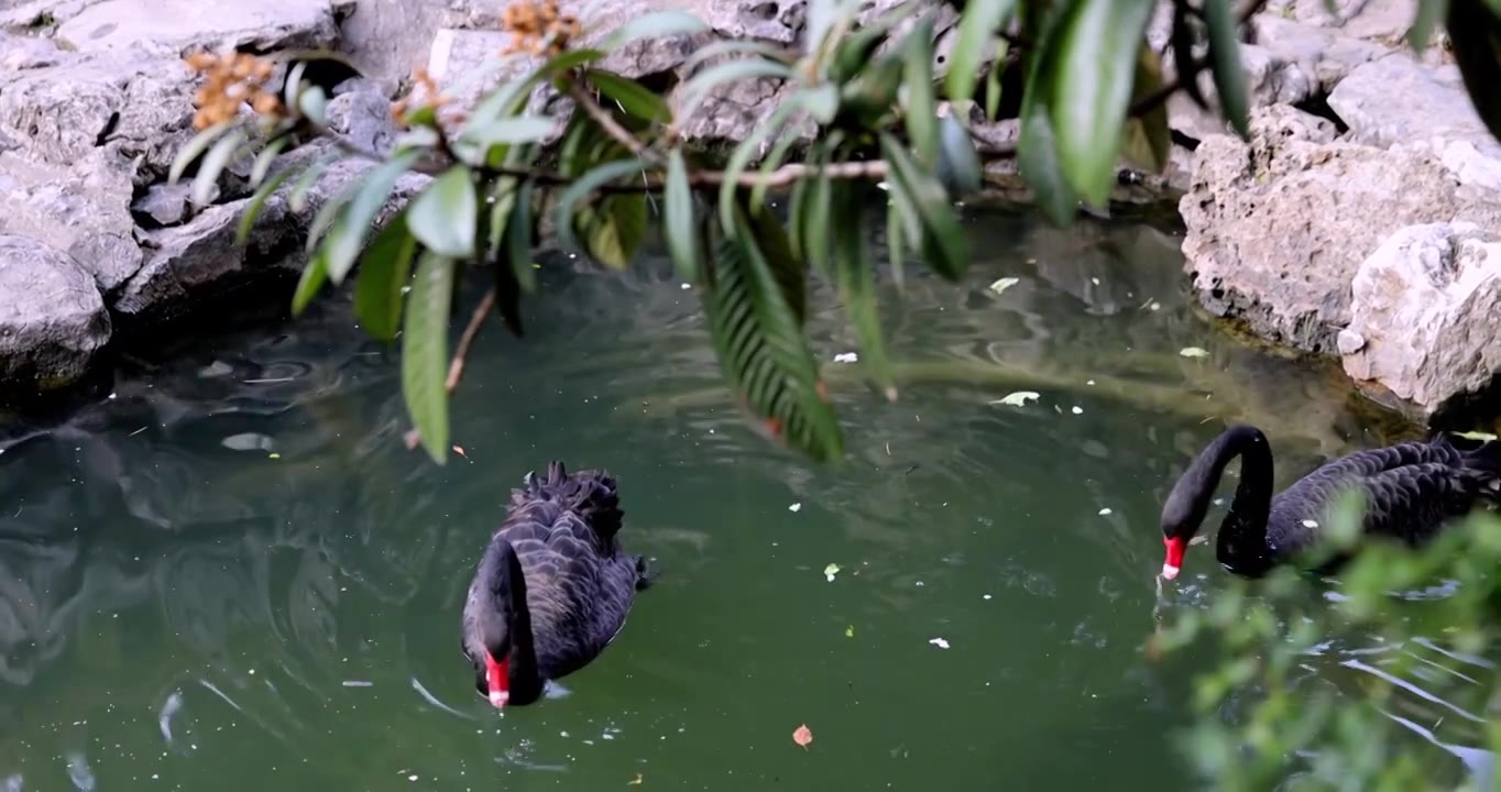 江南园林南京瞻园中式庭院池塘里的黑天鹅视频素材